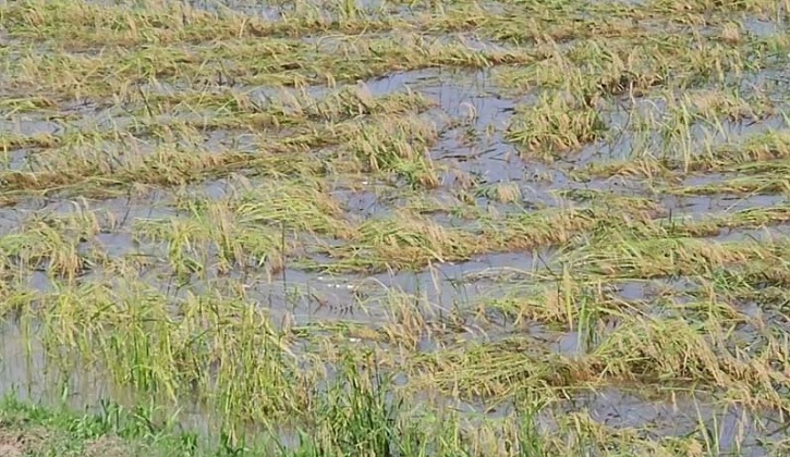 হবিগঞ্জে ৩৪০ কোটি টাকার ফসলের ক্ষতি