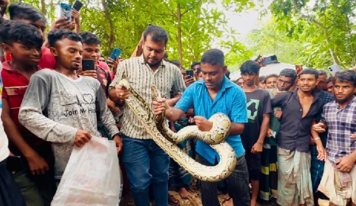 শ্রীমঙ্গলে বসতঘরের সিলিংয় থেকে বিশাল অজগর উদ্ধার