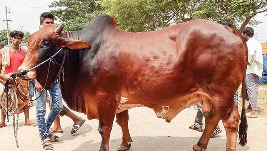 যেভাবে চিনবেন ইনজেকশন দিয়ে ফোলানো গরু