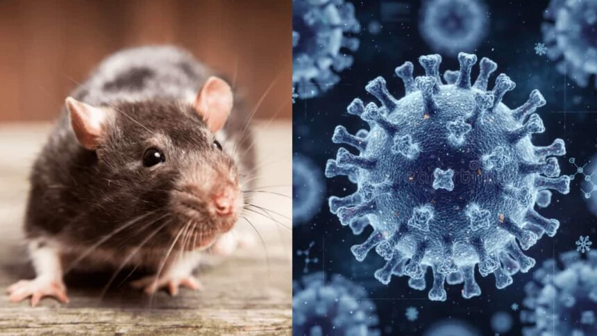 Hantavirus: A New Global Concern and the Current Situation in the United Kingdom