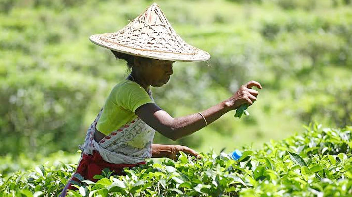 চা উৎপাদন সিলেটে, দাম ঠিক হয় চট্টগ্রামে