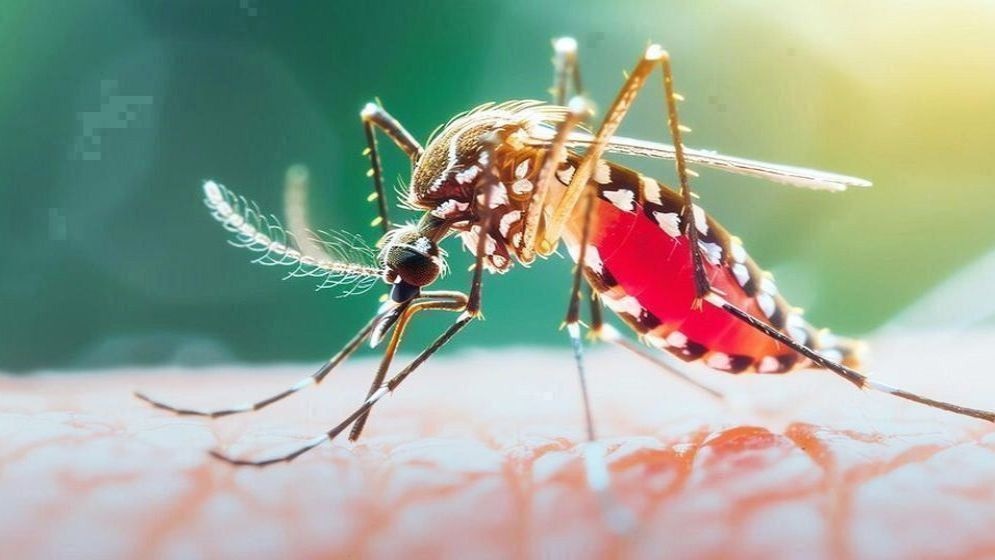 চলতি বছর ডেঙ্গুতে মৃত্যুর সংখ্যা ২০০ ছাড়াল